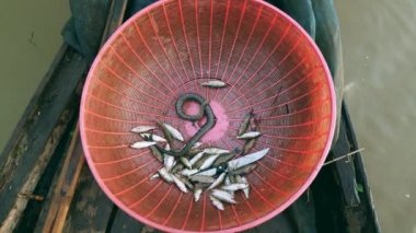 Balıklar plastik bir sepet içine su yılanlara (yakın )