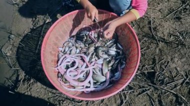 Su yılanları ile balıkçı gölde yakaladı ve bir plastik kova içinde demetlenmiş