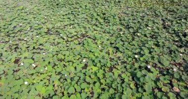 İHA atışı: Göletteki nilüfer tarlasının üzerinden geri uçmak. Arkaplan olarak küçük köy