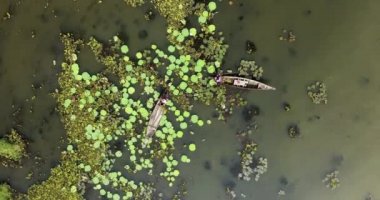 Kanolarının pruvasında oturup bir gölde nilüfer çiçeği toplayan kadınların uzaktan kumandalı görüntüleri.