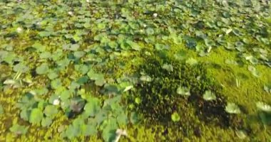 İHA atışı: Göletteki nilüfer tarlasının üzerinden uç. 