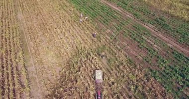 çiftçilerin hasat bambu sepet iki tekerlekli traktör için Mısır boşaltma hava statik görünüm.