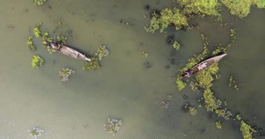 Kanolarının pruvasında oturup bir gölde nilüfer çiçeği toplayan kadınların uzaktan kumandalı görüntüleri.