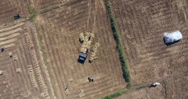 Overhead Drone Shot Farmers Loading Bundles Straw Rice Field Truck — Stock Video