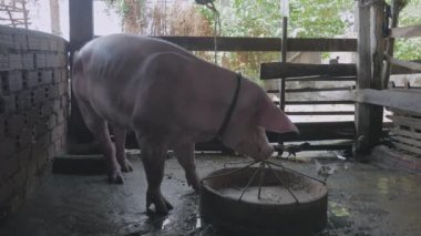  Tuğladan yapılmış bir yalaktan yemek yiyen bir kalemin içindeki siyah domuz ( yakından )