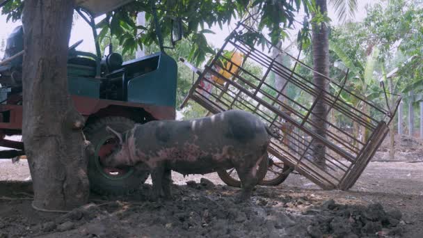 Varken Modder Vastgebonden Met Touw Foerageren Voedsel Grondniveau Kooi Trailer — Stockvideo