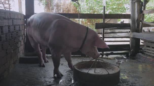 Porco Preto Dentro Uma Caneta Comendo Uma Calha Feita Tijolos — Vídeo de Stock