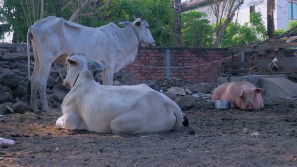 Herd White Zebus One Pig Next Dish Farmyard — Stock Video