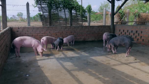 ペンの中の水にピンクと黒の豚の運転 — ストック動画