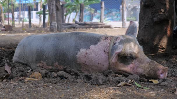 粉红色的黑斑点猪绑在树上 躺在地上的泥里 — 图库视频影像