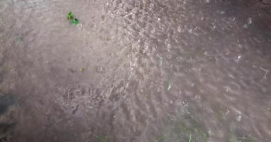 Çamurlu bir su birikintisine yağmur yağıyor, orada birkaç yaprak çimen görebilirsiniz. (Ağır çekimde )