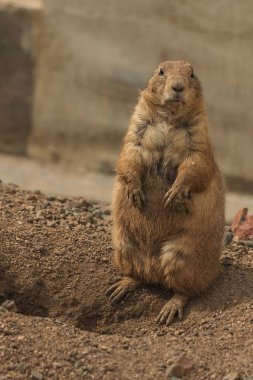 Prairie köpek Morelia Hayvanat Bahçesi Michoacn Meksika onu izlerken iki ayak üzerinde duran