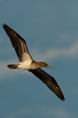 Sula leucogaster yetişkin Brown Booby kuş yiyecek bir şey arayan üzerinde uçan