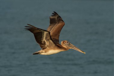 Pelecanus occidentails yiyecek bir şey bulmak için deniz üzerinde uçan genç pelikan