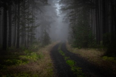 Şafakta bir çam ormanı. Alacakaranlıkta, ağaçların silueti görünür, aralarında sis vardır..
