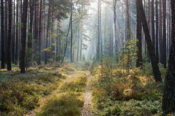 Çam ormanında sisli bir sabah. Uzun ağaçların arasında engebeli, çimenli bir orman yolu uzanır. Üzerindeki sis bulutu güneş ışınlarıyla aydınlatılır ve resimsel ışık çizgileri oluşturur..