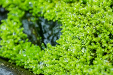 Damla su ile yeşil yosun kadar kapatın.