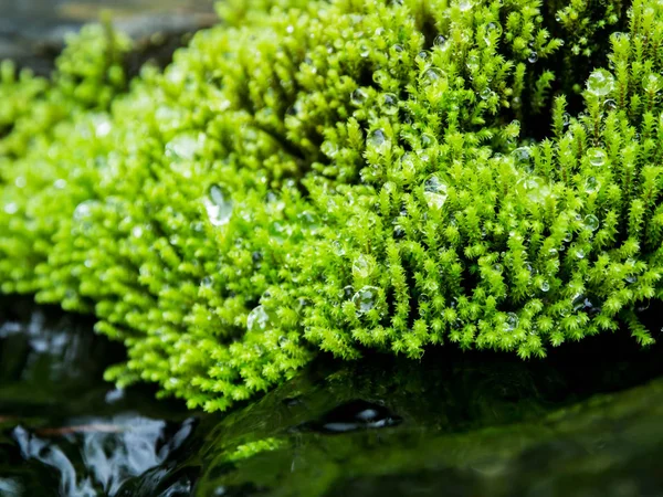 Close Green Moss Drop Water — Stock Photo, Image