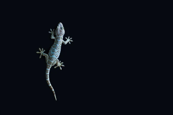 Gecko Sobre Fondo Negro — Foto de Stock