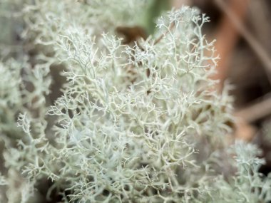 Fruticose liken kapatın. Ren geyiği liken.