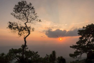 Günbatımı ağaç silueti ile.
