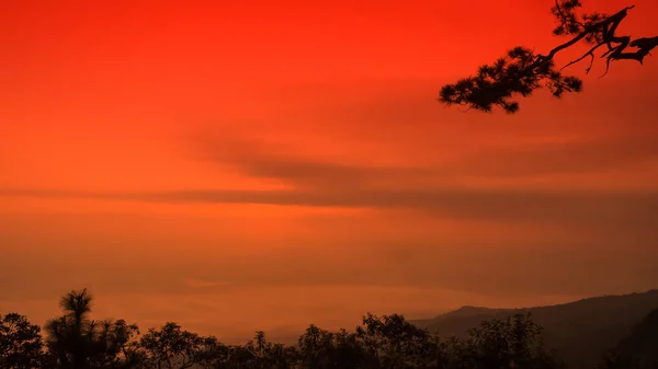 赤い空を背景に木のシルエット — ストック写真