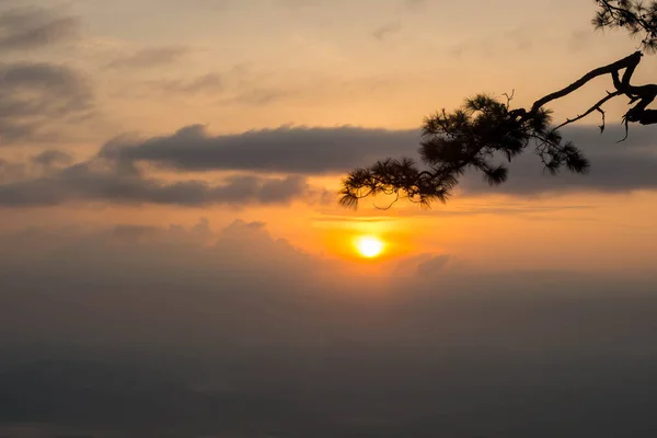 日の出松の枝のシルエット — ストック写真