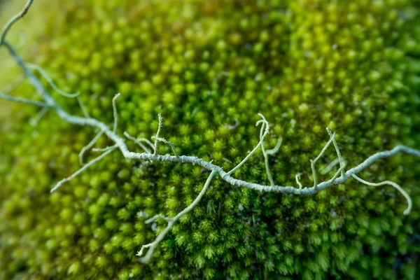 Fruticose Lichen Green Moss — Stock Photo, Image