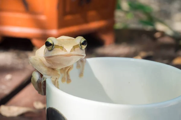 Delante Rana Blanca Una Taza Blanca — Foto de Stock