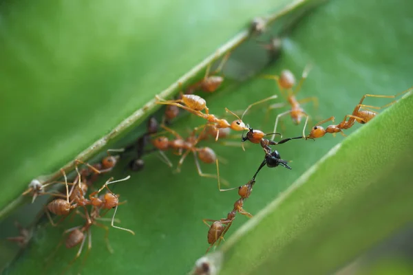 Semut merah membantu melawan musuh. . — Stok Foto