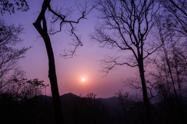 Ağaç silueti ile gün doğumu