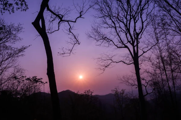 日の出と木のシルエット — ストック写真