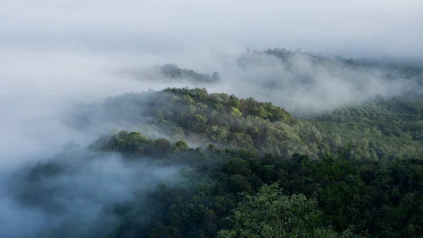 Floresta tropical no pico de uma montanha coberta de nevoeiro . — Fotografia de Stock