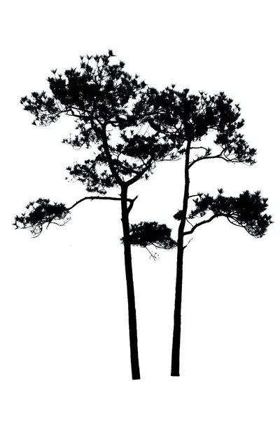 Two silhouette Pinus kesiya isolated on a white background. — Stock Photo, Image