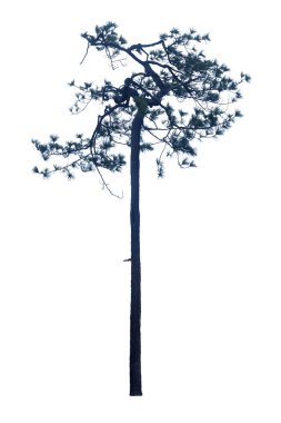 Pinus Kesiya beyaz bir arkaplanda izole edilmiş..