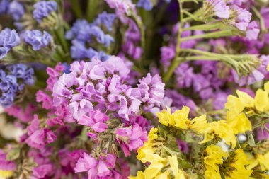 Renkli çiçek buketi deseni kapatır (Limonyum sinuatum, Statice sinuata) renklerin varyasyonuyla  
