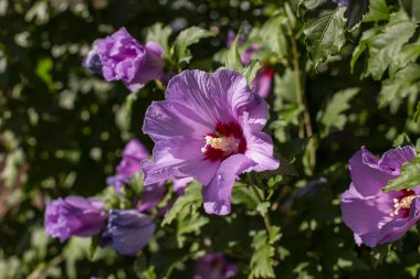Hibiscus Syriacus çiçekleri, gün ışığına yakın.