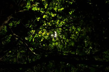 Ağaç yaprakları arasında hafif posta lambası, soyut doku 