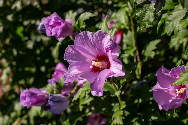 Hibiscus Syriacus çiçekleri, gün ışığına yakın.