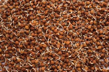 Kala Chana, Black ya da Brown Nohutları, zengin proteinin yerine geçen bir vejetaryen ve yaşayan enzimlerin yüksek içeriğine sahip.