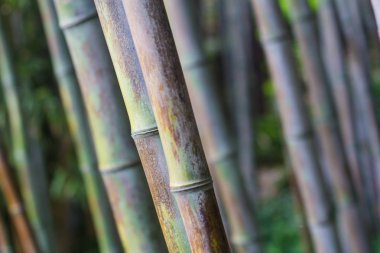 bambu orman dokusu yakın