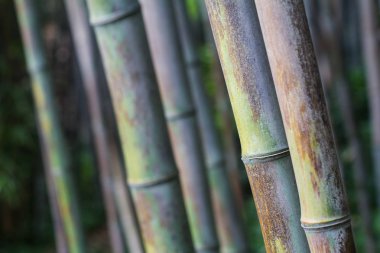 bambu orman dokusu yakın