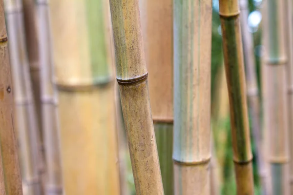 Textura de floresta de bambu perto — Fotografia de Stock