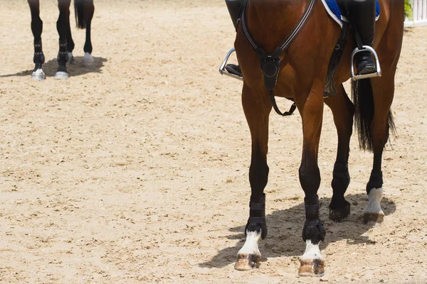 Primer plano de caballo de raza marrón pie — Foto de Stock