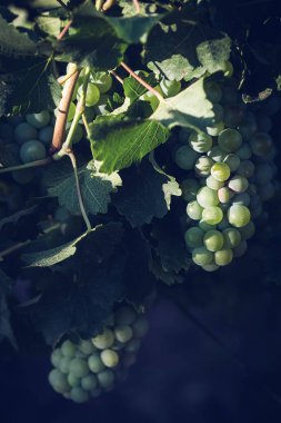bağda yeşil beyaz şarap üzüm yakın çekim