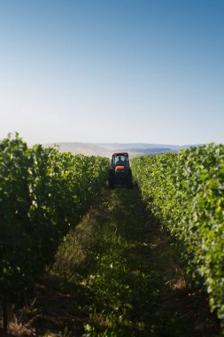 bağda çalışan kırmızı traktör