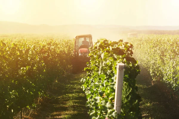 Rode tractoren die in de wijngaard werken — Stockfoto