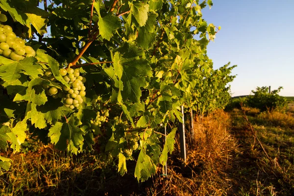 Close-up van groene witte wijndruiven in de wijngaard — Stockfoto