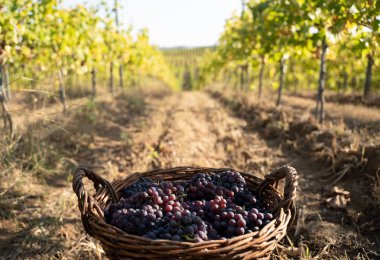 Üzüm bağındaki hasat sepetlerinde yeni toplanmış üzümler.