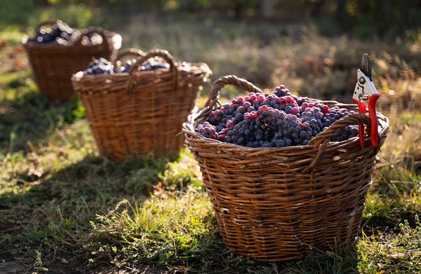 Fila de uvas recién cosechadas en cestas de mimbre —  Fotos de Stock